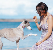 Violettes Hundehalsband Breit