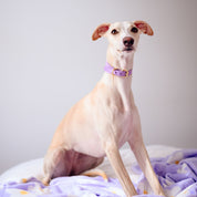 Violettes Hundehalsband Breit