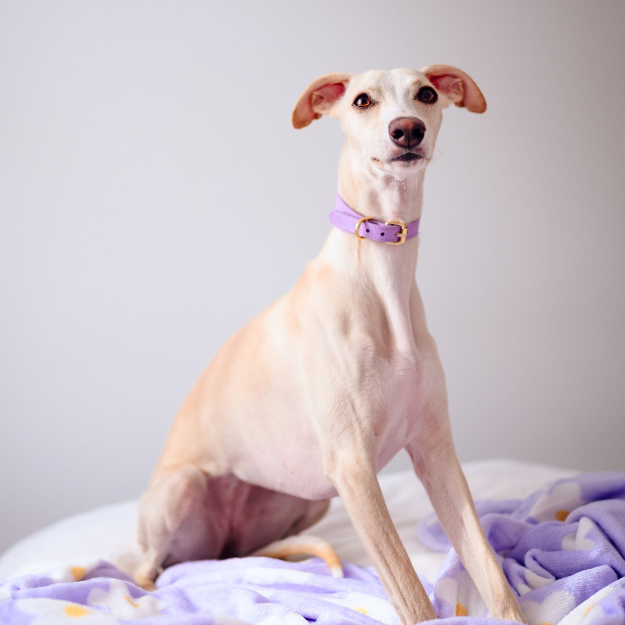 violet-dog-collar-small-wide-whippet-sitting.jpg