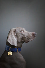 Dunkelblaues Hundehalsband Breit