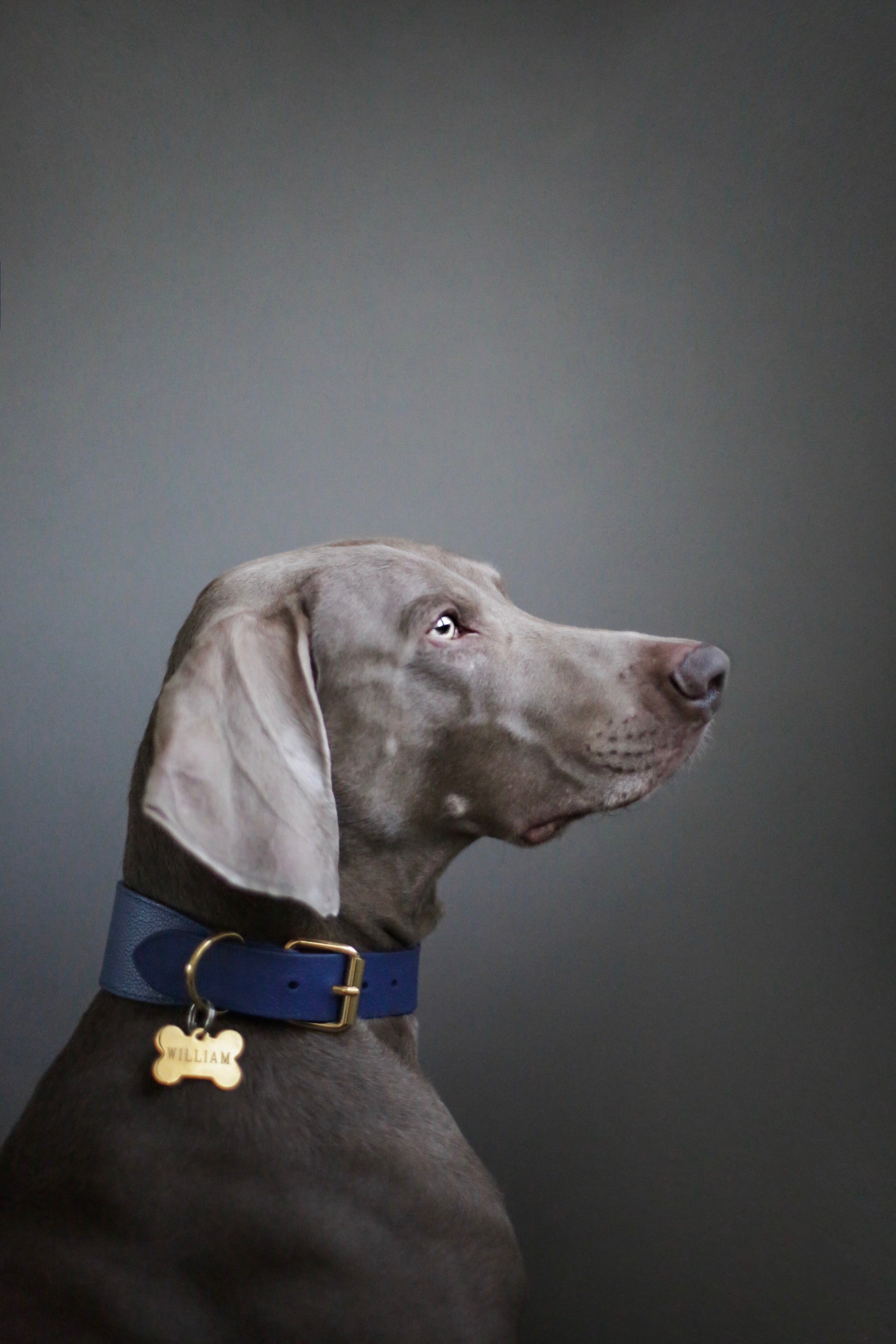 Dunkelblaues Hundehalsband Breit