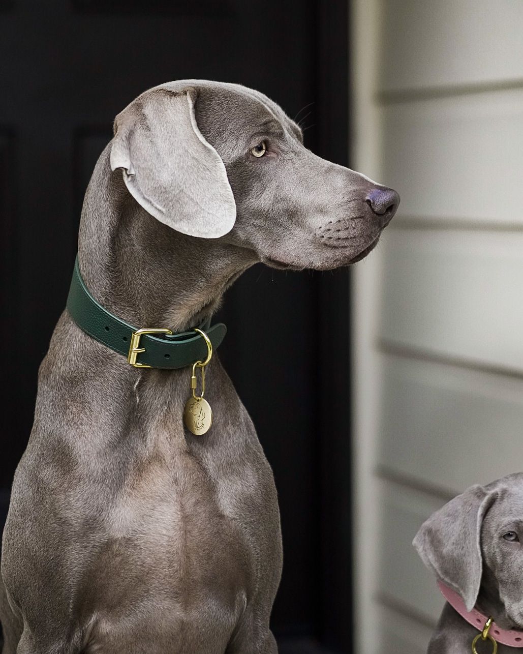 Dunkelgrünes Hundehalsband Breit