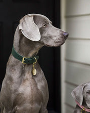 Dunkelgrünes Hundehalsband Breit