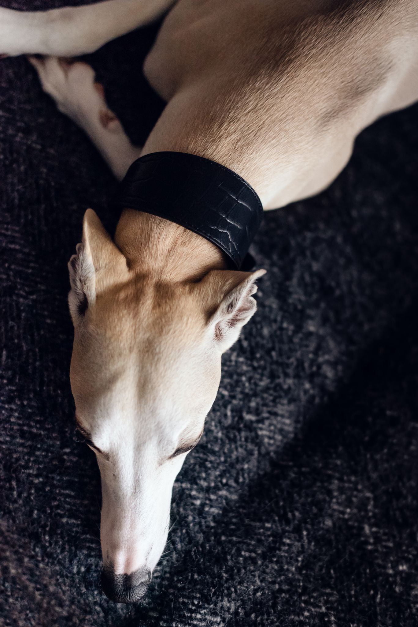 Schwarzes Krokodil-Hundehalsband breit