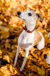Burgunderrotes Hundehalsband Breit