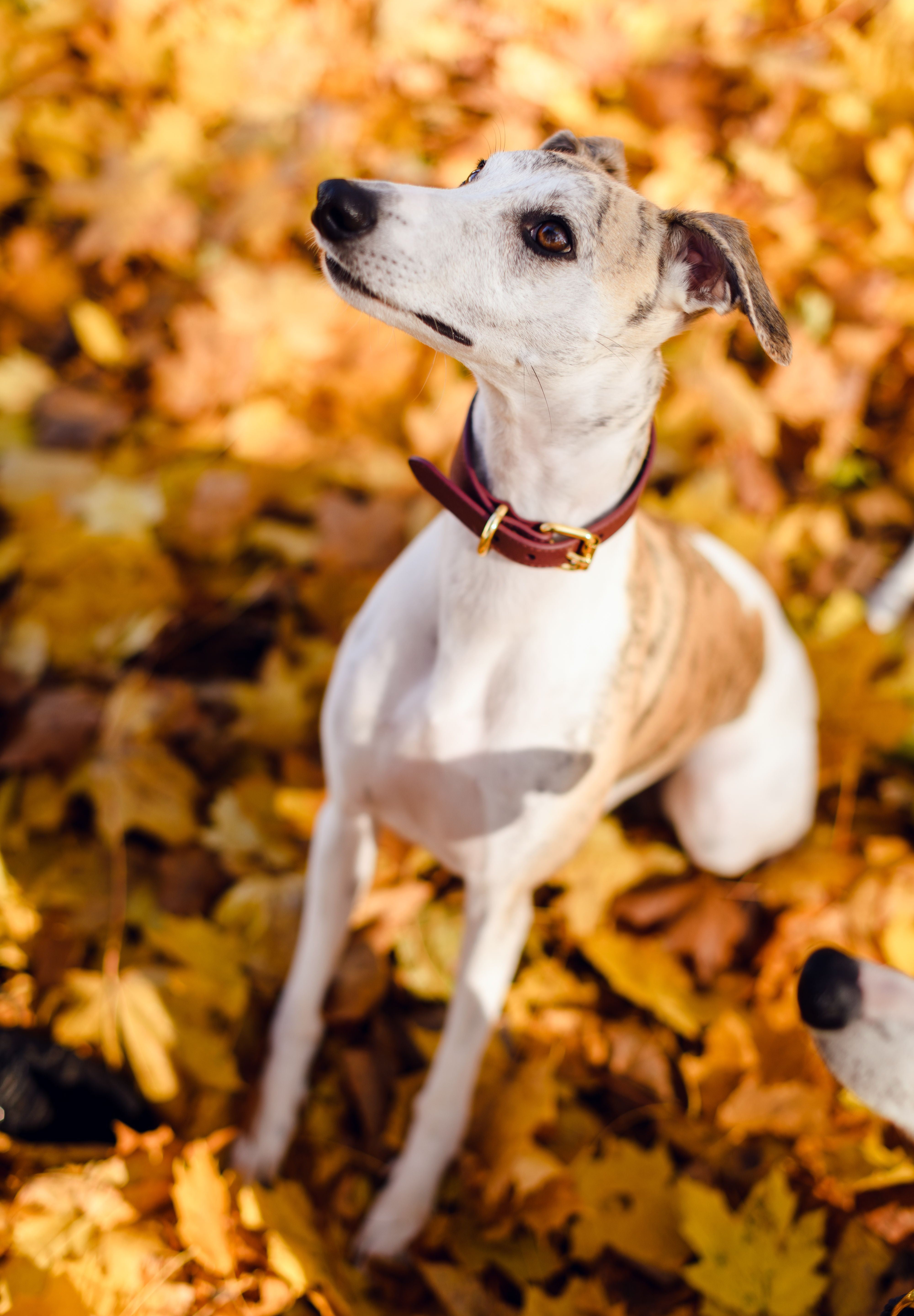 Burgunderrotes Hundehalsband Breit