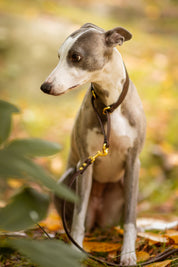 Kaffeebraune Hundemartingale Breit