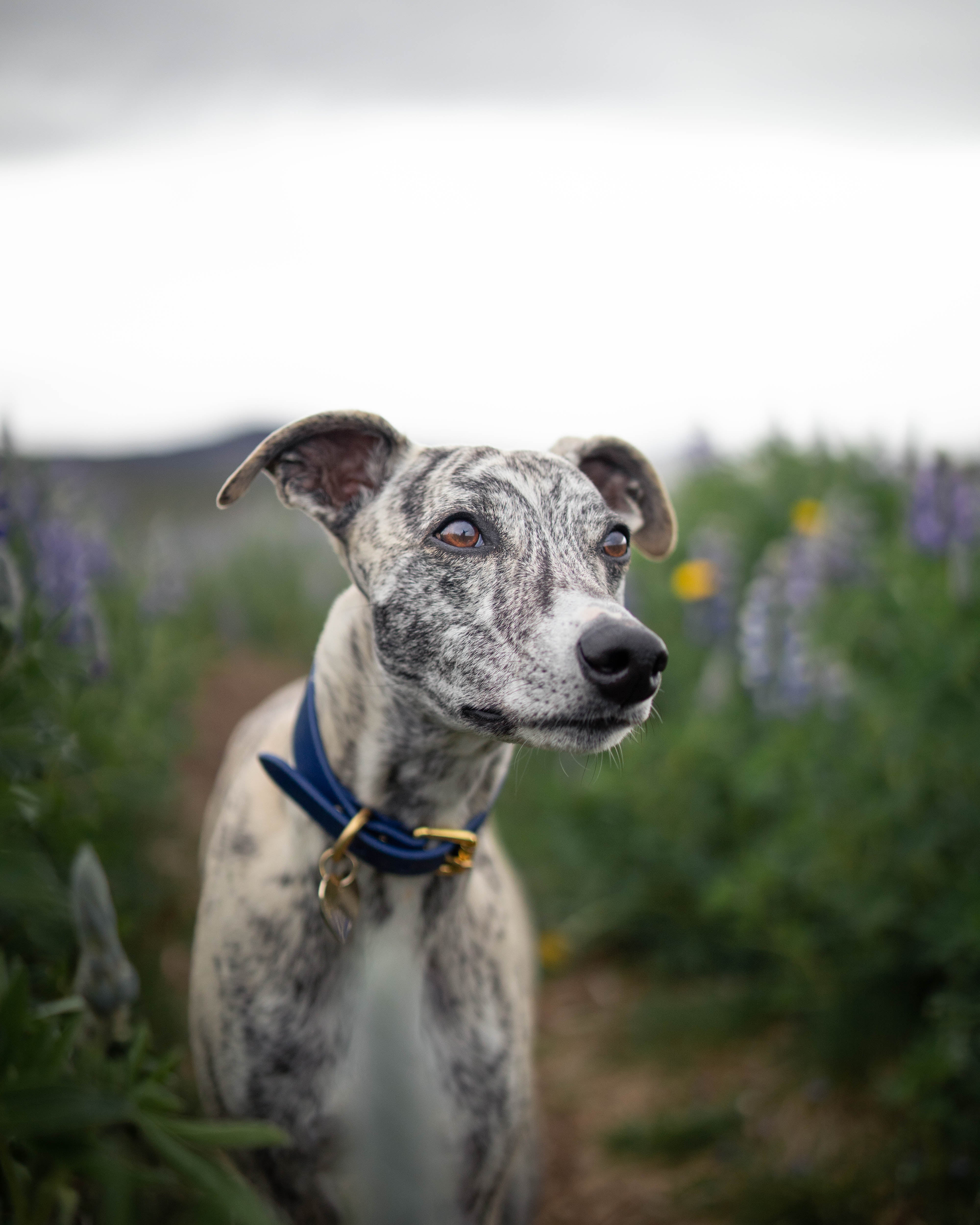 Dunkelblaues Hundehalsband Breit