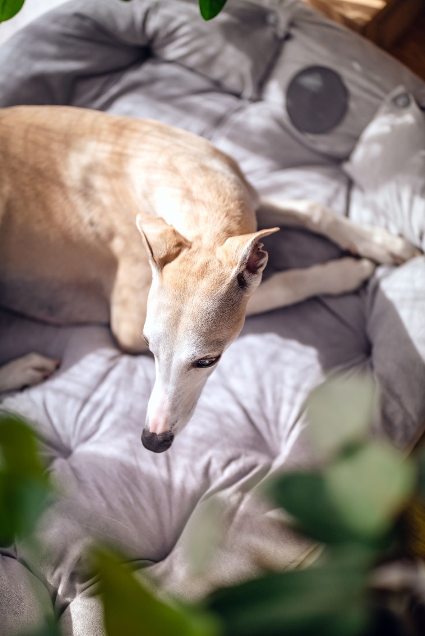 Graues Hundebett 3in1