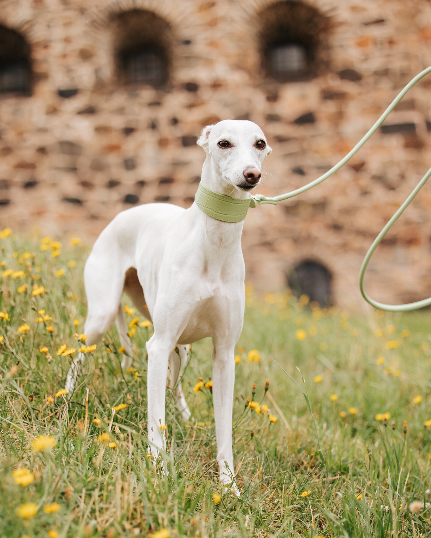 Pastel Grünes Krokodil Halsband für Hunde Wide