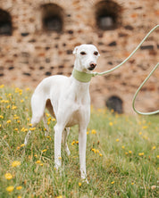 Pastel Grünes Krokodil Halsband für Hunde Wide
