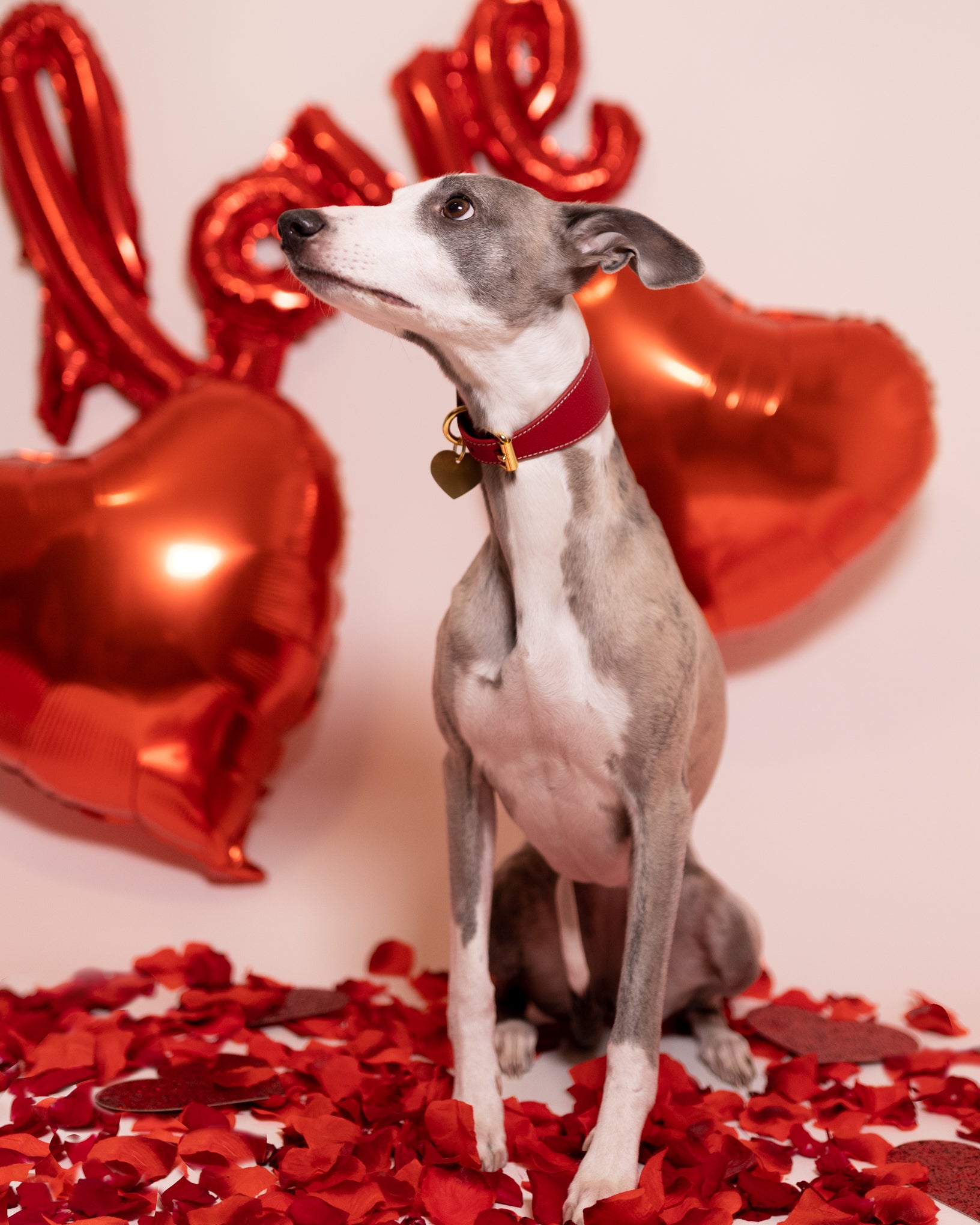 Rotes Hundehalsband Breit