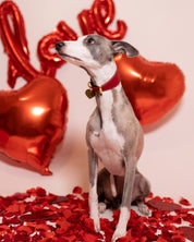 Rotes Hundehalsband Breit