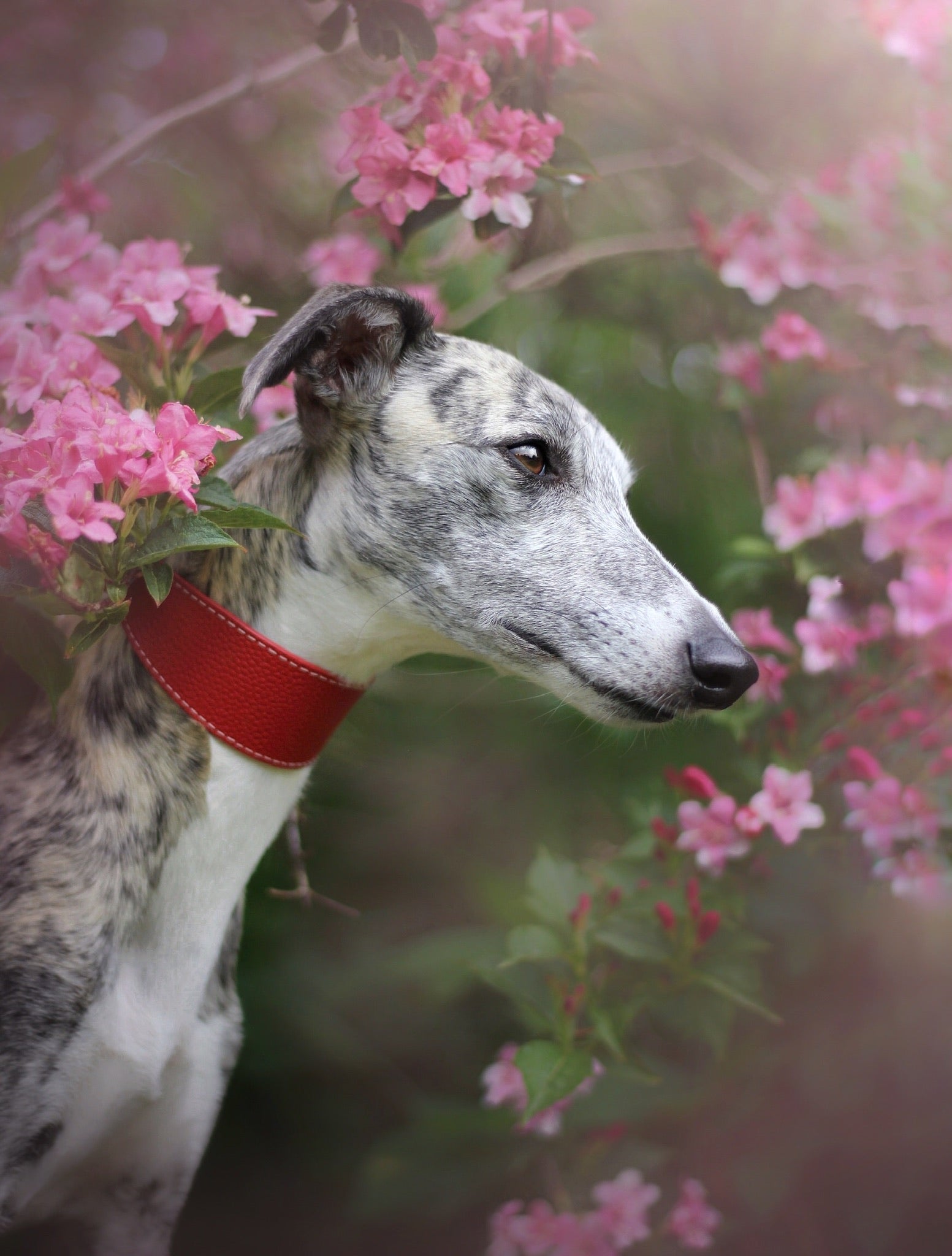 Rotes Hundehalsband Breit
