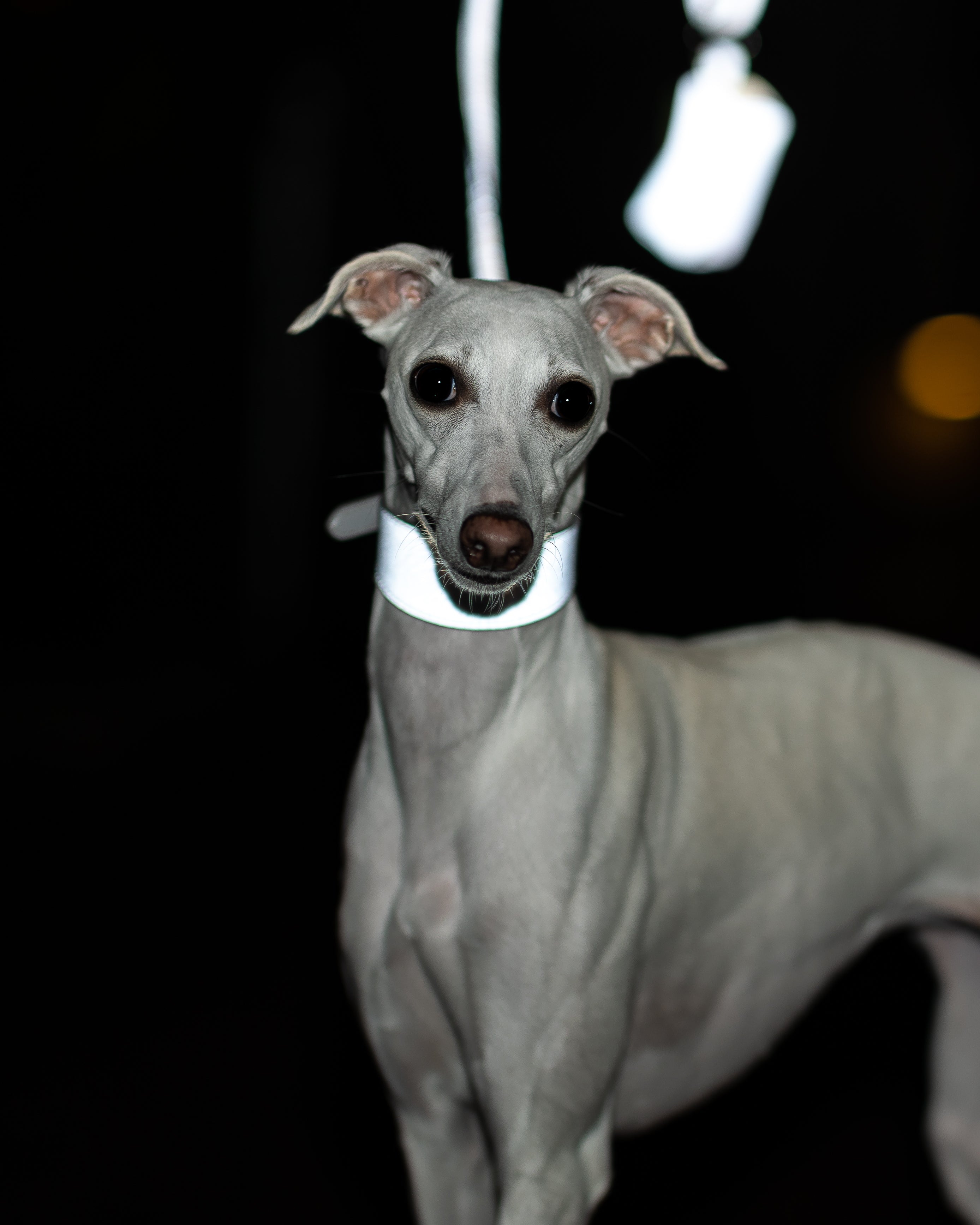 Reflektierender Silber Hundekotbeutelhalter