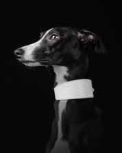 Weißes Krokodilleder Hundehalsband Breit