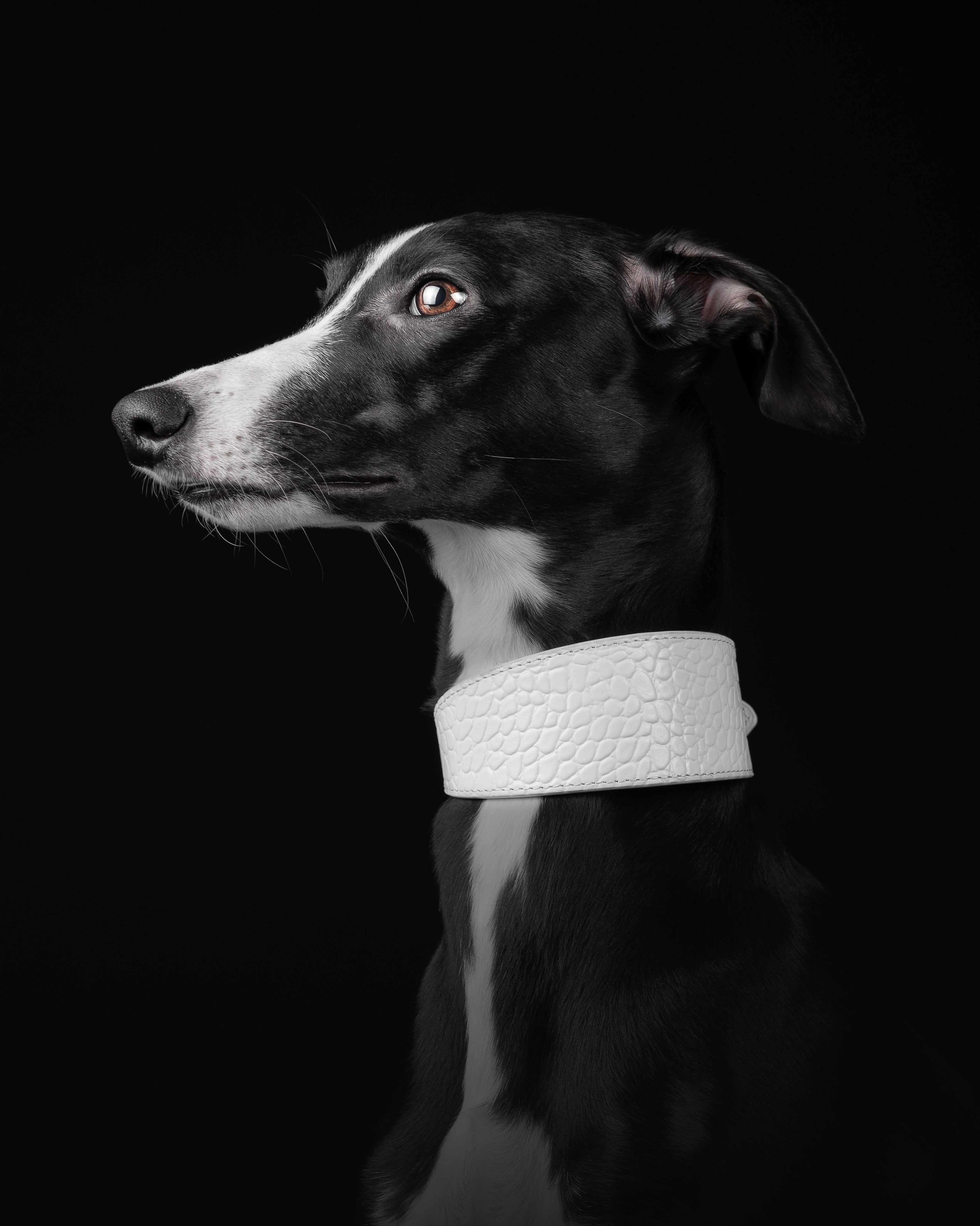 Weißes Krokodilleder Hundehalsband Breit