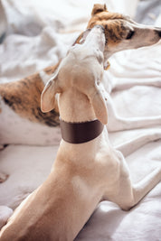 Kaffeebraunes Hundehalsband Breit
