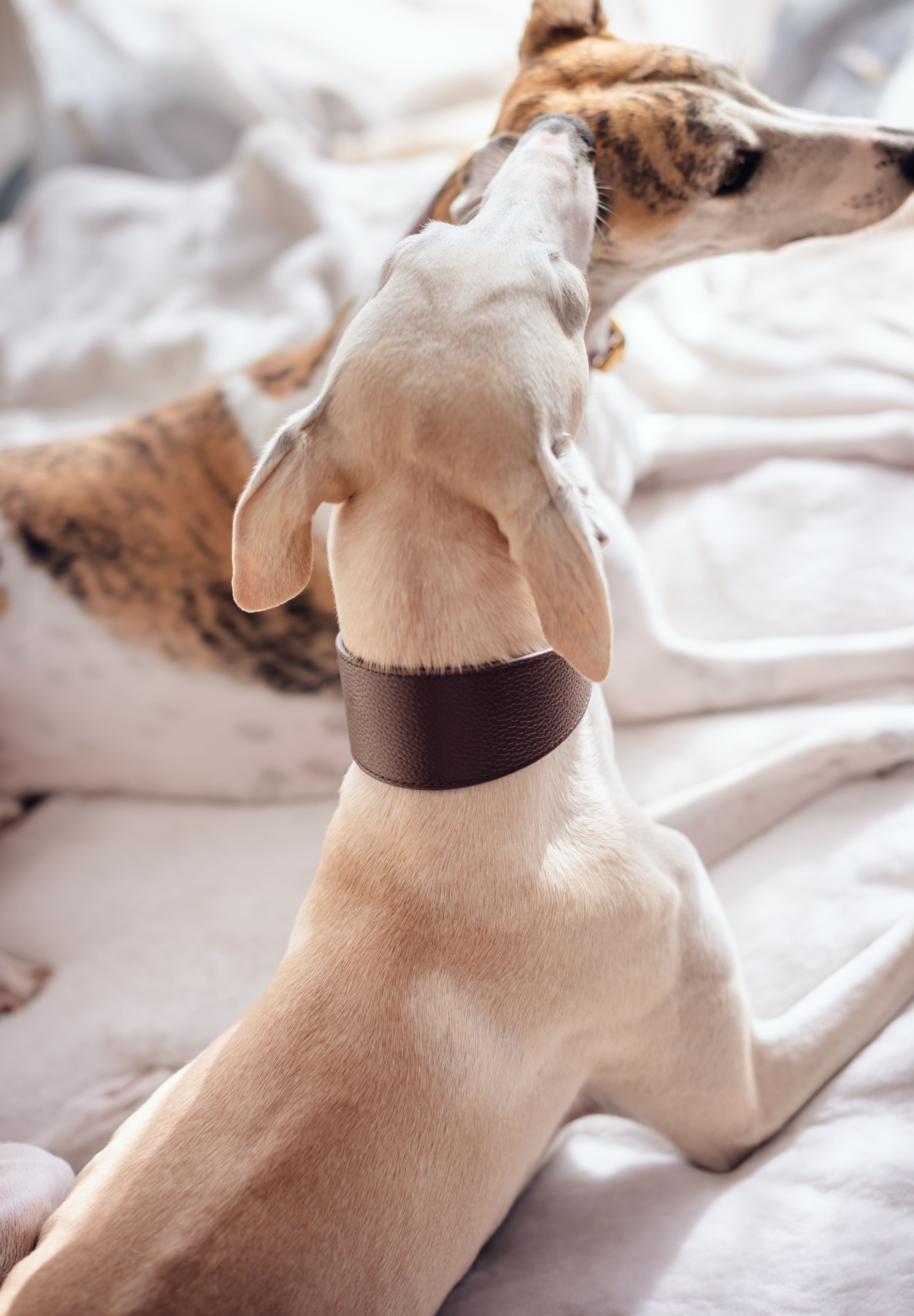 Kaffeebraunes Hundehalsband Breit