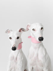 Rosa Hundehalsband Breit