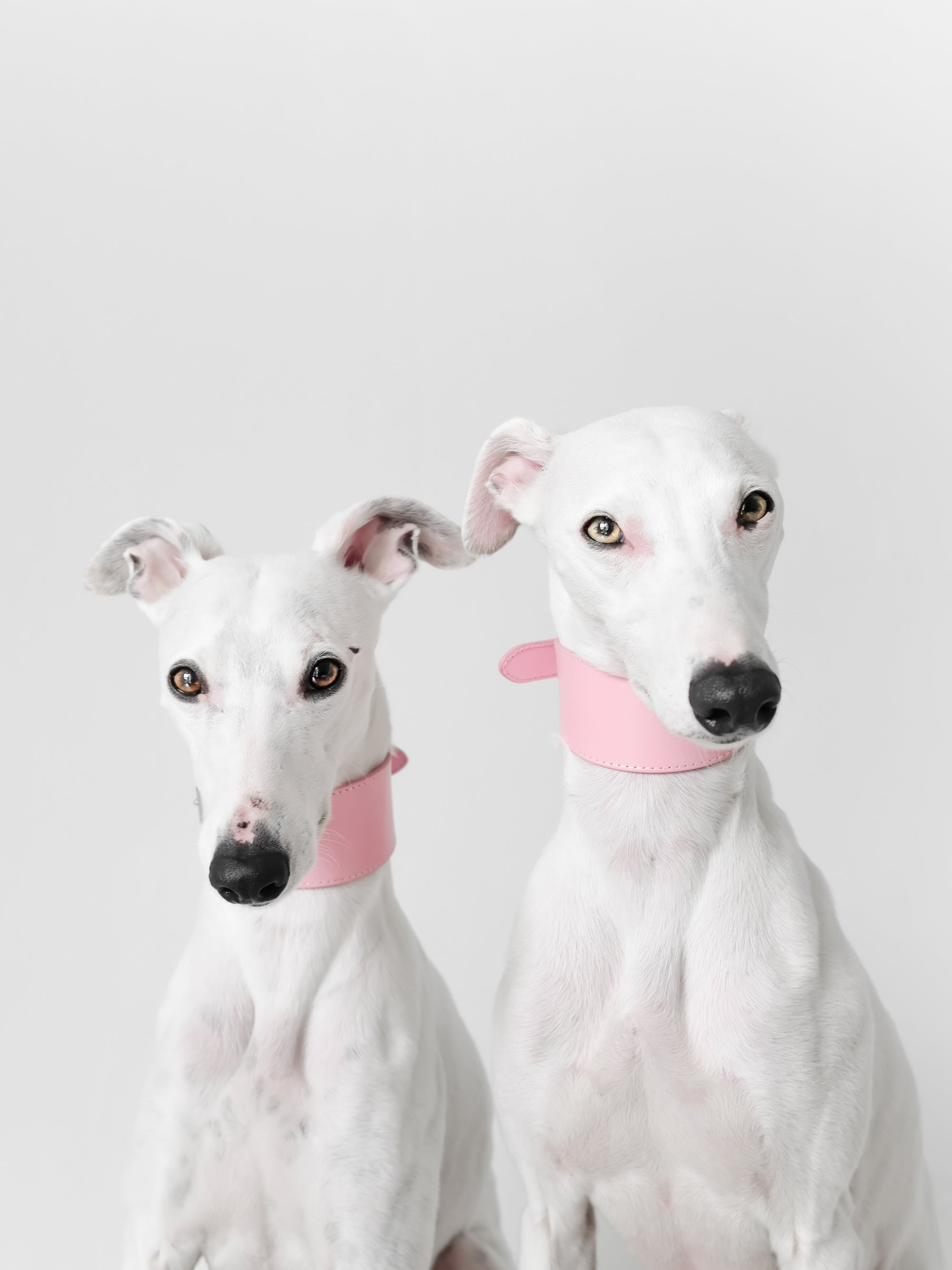 Rosa Hundehalsband Breit