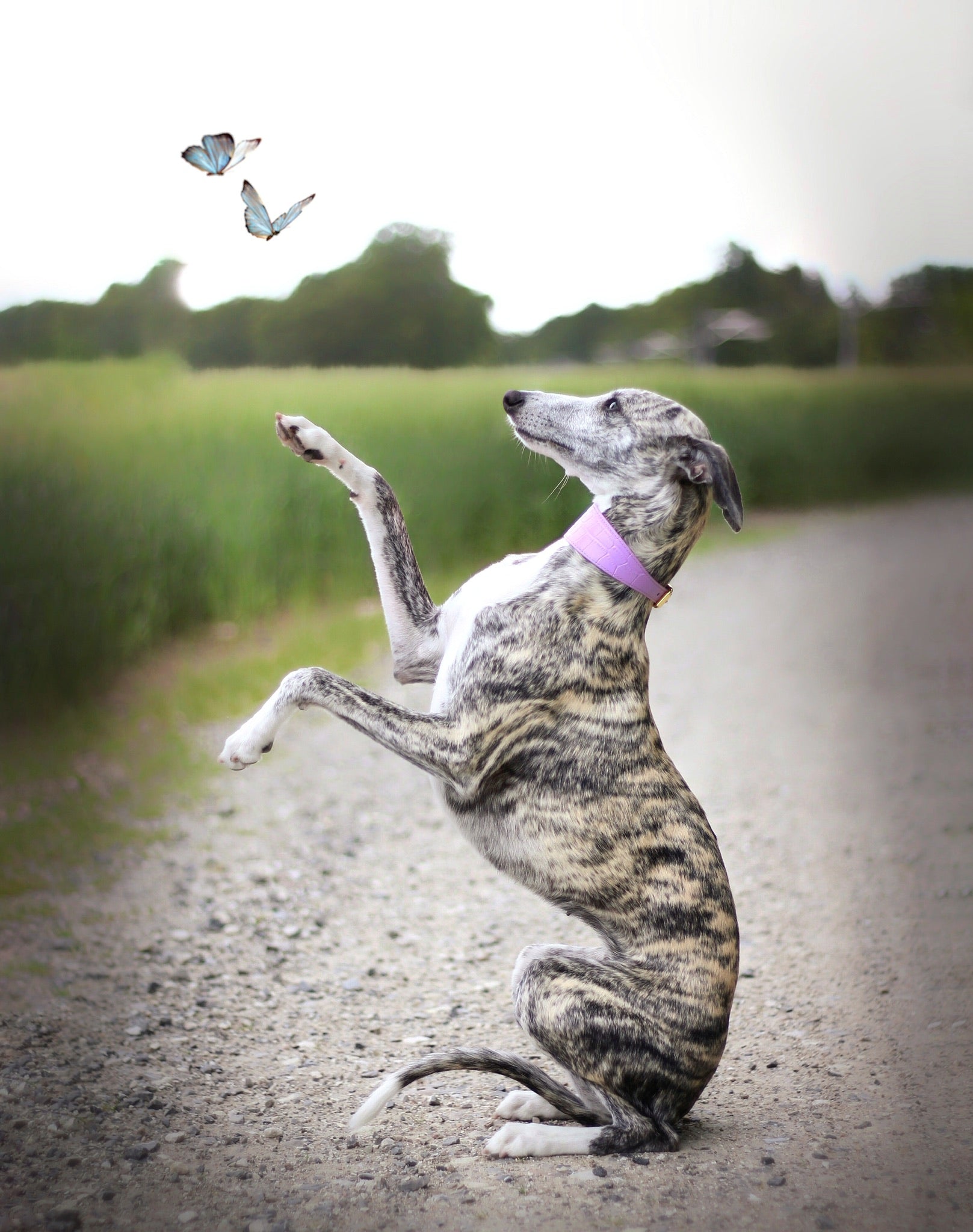 Violet Croco Hundehalsband Breit