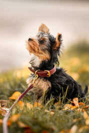 Burgunder Hundehalsband Dünn