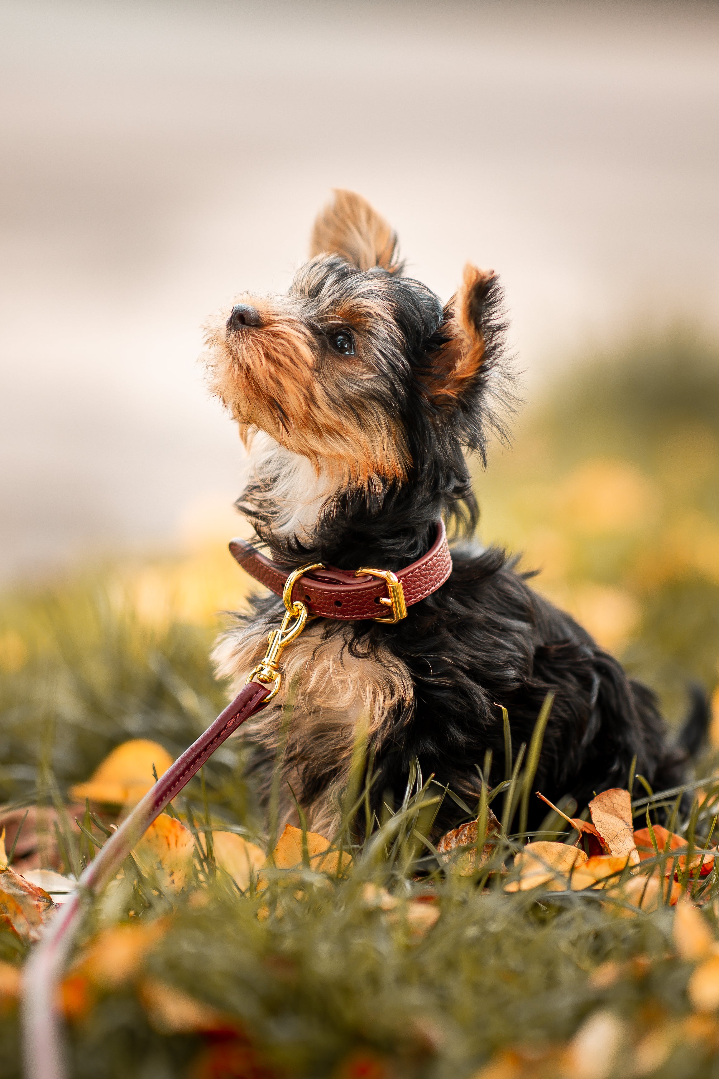 Burgunder Hundehalsband Dünn