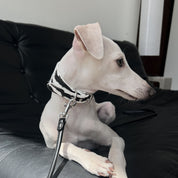 Zebra Hundehalsband Breit