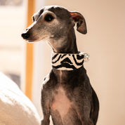 Zebra Hundehalsband Breit